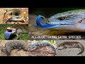 All Blue tongued skink Species / Complete list of blue tongued lizards / types of Blue tongued skink