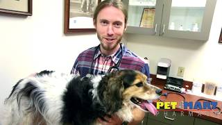 Applying Topical Medication to Your Pet