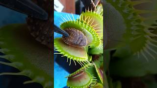 Venus Flytraps crushing cockroaches #venusflytrap #plants #carnivorousplants #nature