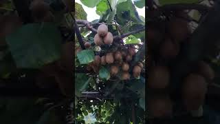 Как растут плоды Киви