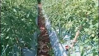 cintaku Andra Respati ft gisma wandira