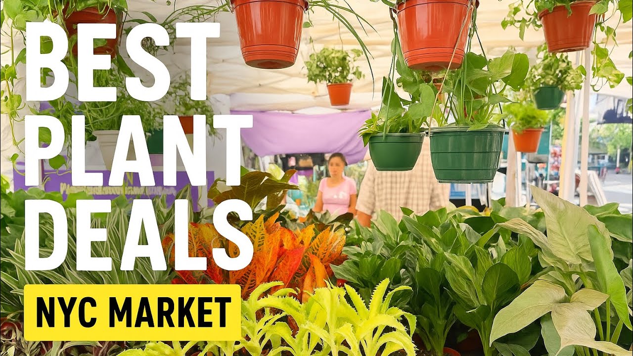 Plant Shopping NYC: лучшие предложения на фермерском рынке Union Square
