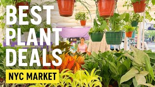 Plant Shopping NYC: Best Deals at Union Square Farmers Market