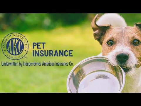 Videó: 7 Times Pet Insurance megmentették a sorsokat a rettenetesen drága Vet számlákról