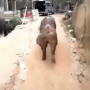 Ngulue mwenye mapumbu makubwaaaaa