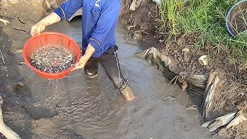 Giải cứu cá rô đồng mắc cạn (T128) 