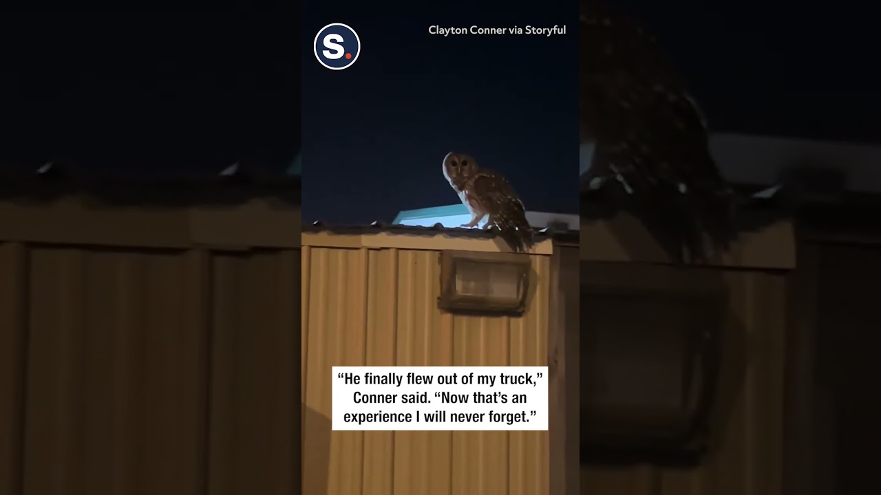 Сова совершила аварийную посадку внутри движущегося грузовика, пролетев через открытое окно
