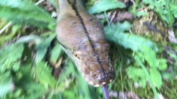 Reticulated Python slithering through the grass