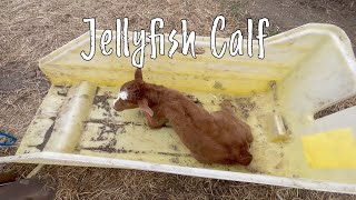 Jellyfish Calf