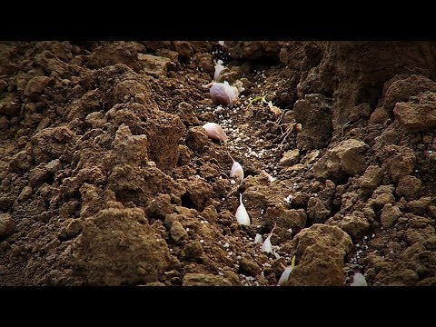 Video: Sarımsaq yığımı: Sarımsaq bitkiləri üçün ən yaxşı vaxt