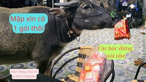 Nghìn Đời Trâu Chỉ Biết Ăn Cỏ,Đến Đời "Mập" Lại Thích Ăn Bim Bim|Thợ Rừng Yên Tử