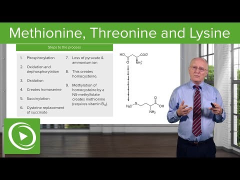 Methionine, Threonine and Lysine Metabolism – Biochemistry | Lecturio