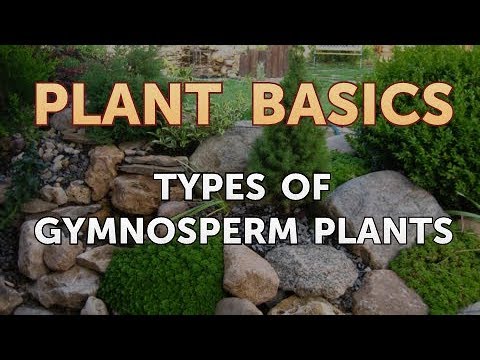 Types of Gymnosperm Plants