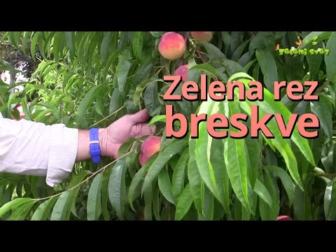 Video: Obrezovanje breskev. Jesenska nega breskev