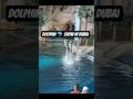Dolphin Dance Show in Dubai 🐬✨ | Family Fun Vlog #DubaiShorts# Must-See Family #Entertainment #viral