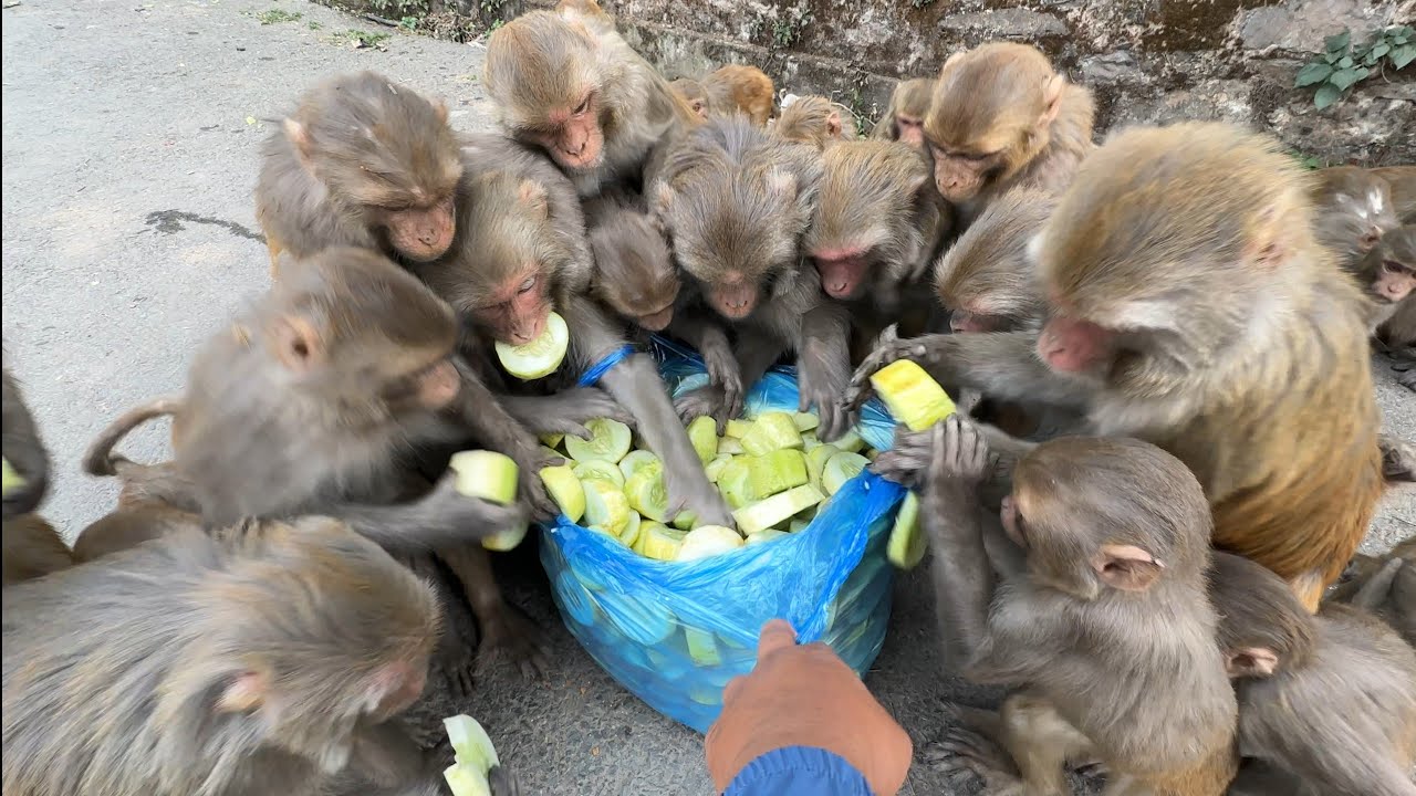 Distributing slice of cucumber to monkey families and helping street dogs