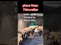 Nellur jodipi salesநெல்லூர் ஜோடிபி,నెల్ఓలూరు jodipi.பக்ரத்துக்கு ஏற்ற குட்டிகள்.