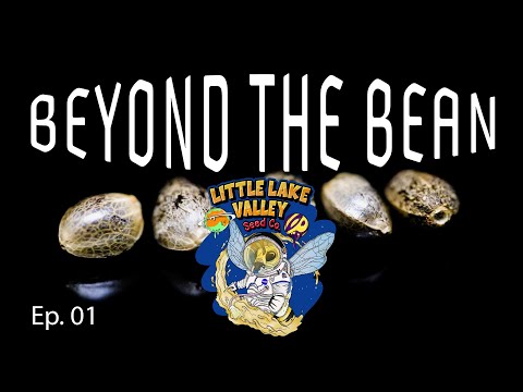 Little Lake Valley - Beyond the Bean Ep. 01