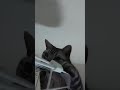 この部屋の一番高い場所から監視するニャ！ケージの上に陣取って楽しそうな猫 #Shorts