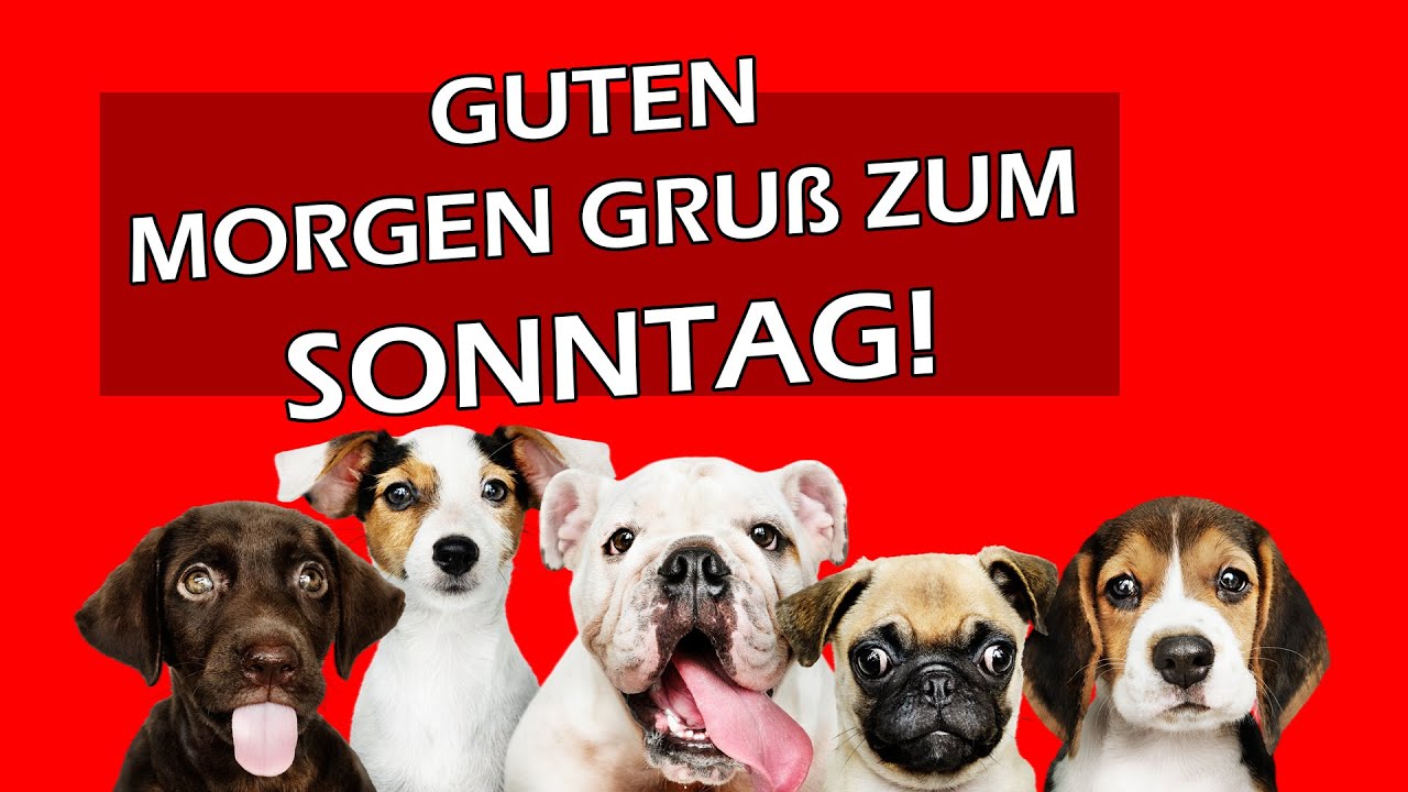 der-sonntagmorgen-gru-guten-morgen-gru-f-r-whatsapp-youtube