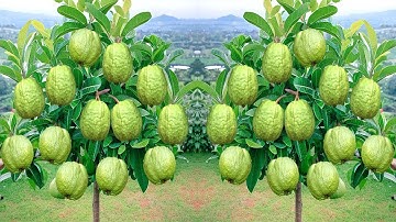 Grafting Method: Synthesize How To Successfully Propagate Guava Fruit With Aloe Vera And Banana