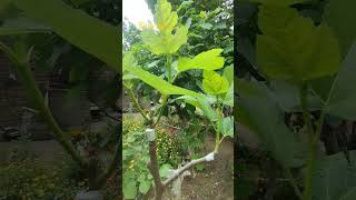 Fig Grafts #figplant #grafts