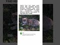 The Brave Cat Who Walked Across France for a Year to Find Her Old Home #HeroCat #France #Loyalty #In