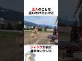 前に飛べないワンコ