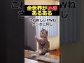 【猫ミーム】パスワード忘れた時あるある #猫ミーム #shorts #catmemes #猫マニ #あるある