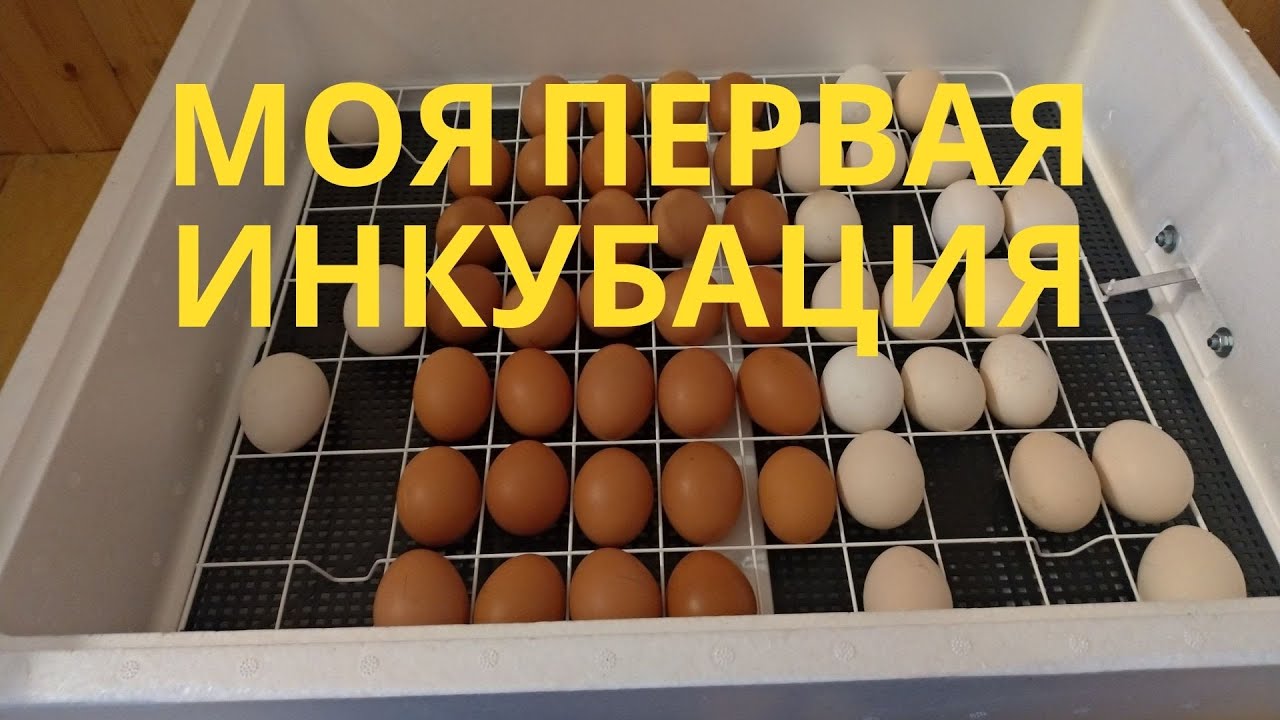 Купить яйца кур несушек для инкубатора. Подготовка инкубатора к закладке яиц куриных. Самодельный инкубатор для куриных яиц. Инкубация куриных яиц инкубатор Несушка би 1 би 2. Инкубатор ово закладка утиных яиц.