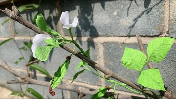 ABC TV | How To Make Winged Bean Plant From Crepe Paper - Craft Tutorial