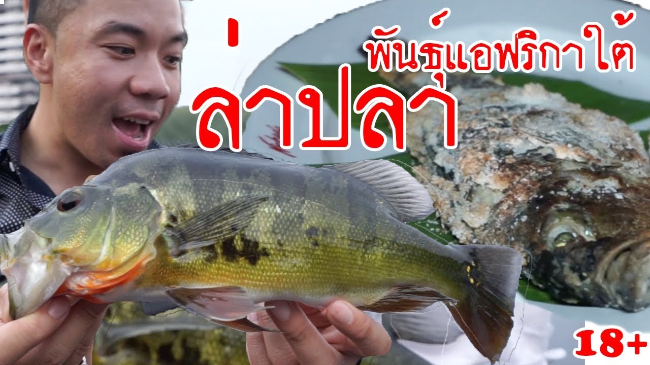 ล่าปลาพันธุ์ อเมริกาใต้!! [หัวครัวทัวร์ริ่ง] EP.28