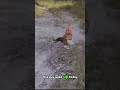 Subscribe if u like chickens🥳#trendingshorts #cute #chicken