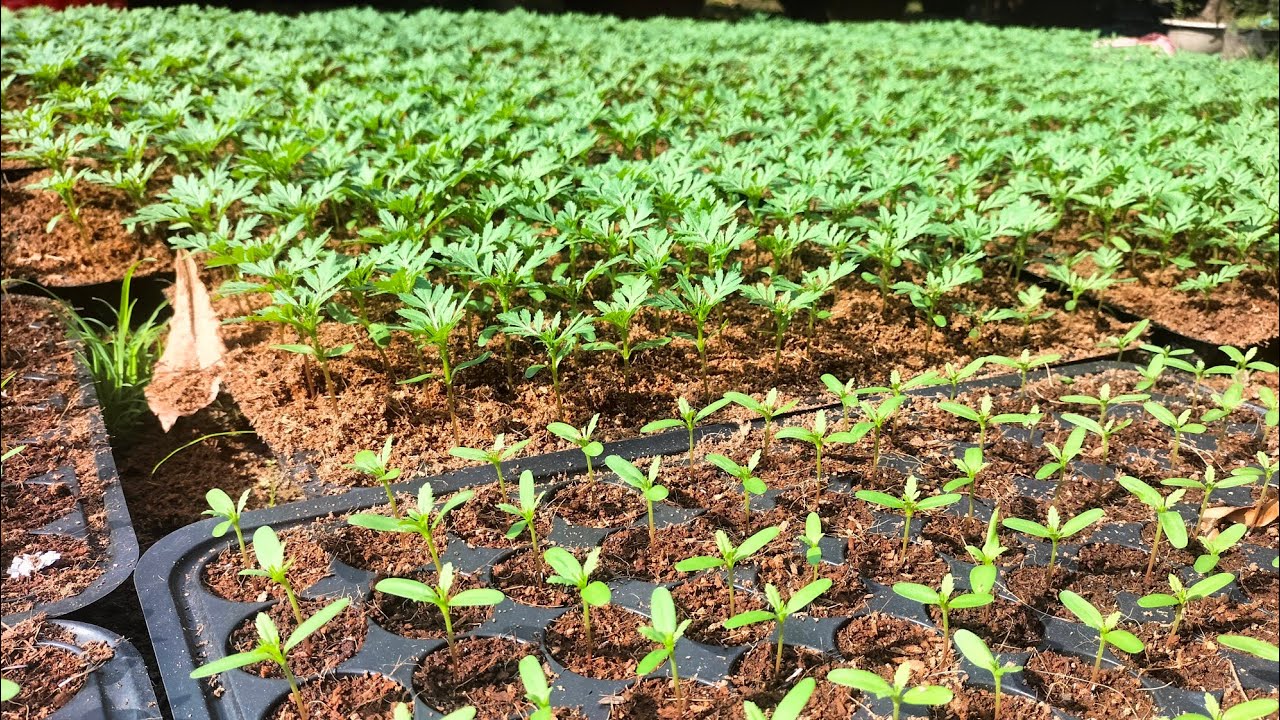 tiếp tục tưới phân cho cây vạn thọ và thêm giá thể cho cây(29/10al)#vantho #flowers #garden #nhavuon