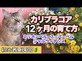 【カリブラコア１年間の育て方】全部のせ【ミリオンベル・スーパーベル・シャルウィダンス】挿し芽・切戻し・冬越し・植替え
