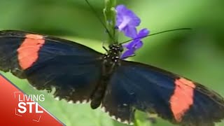 Butterfly House | Living St. Louis