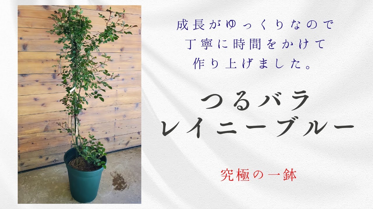 The ultimate pot: Rainy Blue climbing rose. It grows slowly, so we