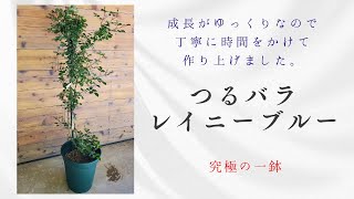 The ultimate pot: Rainy Blue climbing rose. It grows slowly, so we