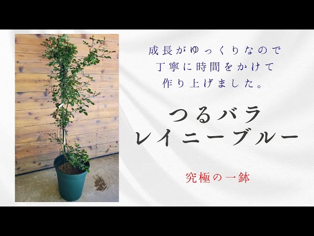 バラ レイニーブルー 円柱鉢植え （楽天市場】レイニーブルー