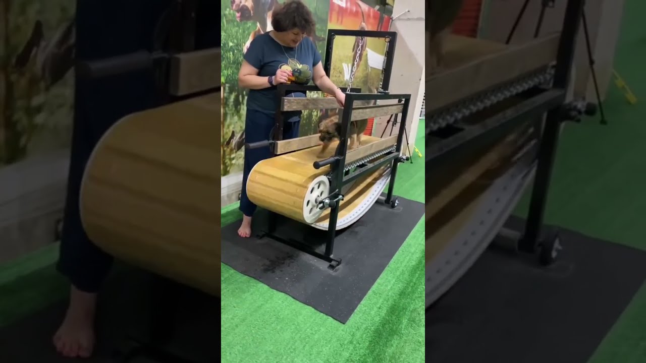 спортивный фитнес у собак