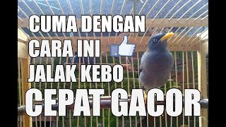 Cara Menjinakkan Jalak Kebo Part 1 - Melatih Anti Stress, Sehat, Cepat Gacor screenshot 5