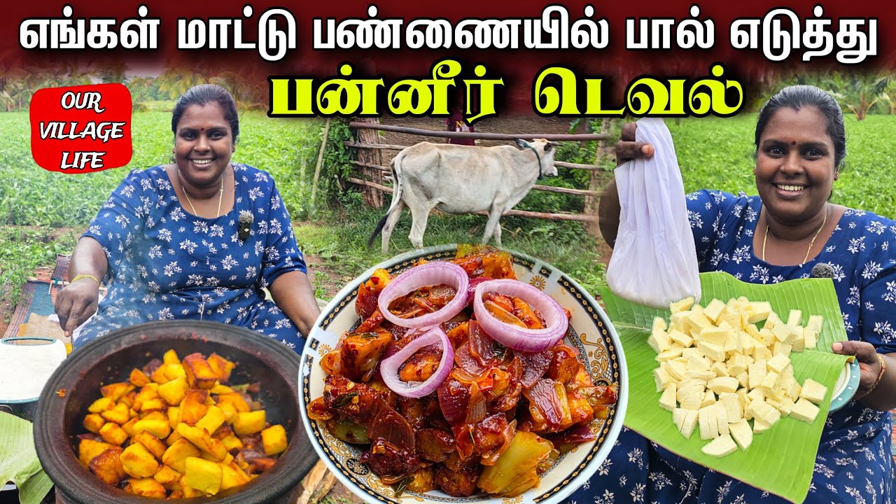 பசுப்பாலில் நாங்கள் செய்த பன்னீர் கறி| village life ♥️ | vanni vlog 