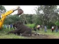 Wildlife officials rush to rescue the injured elephant with the help of a backhoe | Rescue animals