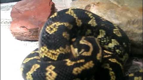 Gonzo my Jungle Carpet Python eating a rat