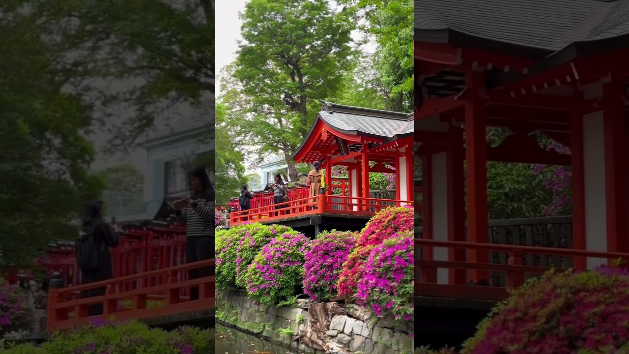 The Azalea Festival in Tokyo 🌺