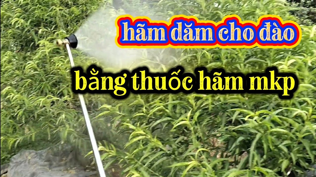 Thời điểm Hãm dăm cho đào bằng thuốc mkp @hamdam @daotet 