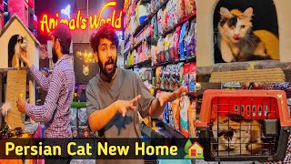 Persian cat new home