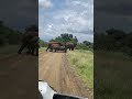 Elephant family crossing the road in Kruger park #krugerpark #safari #africa