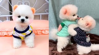 Funny and Cute Dog Pomeranian 😍🐶| Funny Puppy Videos #233 by PiPe Cute 298 views 2 years ago 7 minutes, 40 seconds