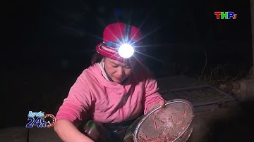 Phát triển nông nghiệp hữu cơ bền vững